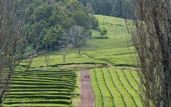 Tee Plantage Wanderung ©Albapimenta