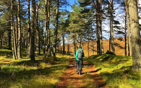 Towering douglas firs to walk through