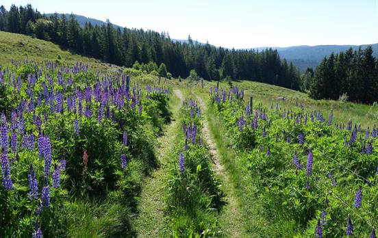 Blühende Lupinen auf dem Bernauer Panoramaweg