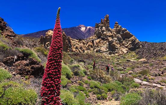 Wandern im Nationalpark El Teide