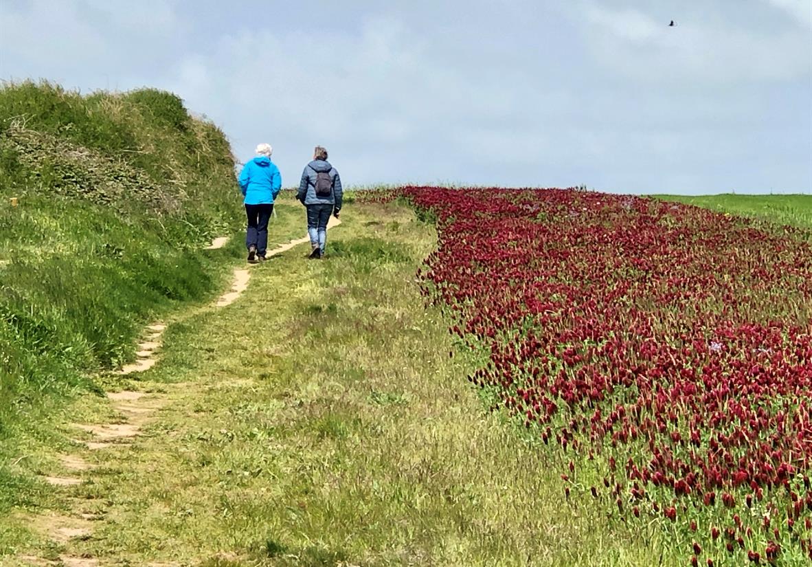 Wandern entlang Blumenwiesen bei Audresselles
