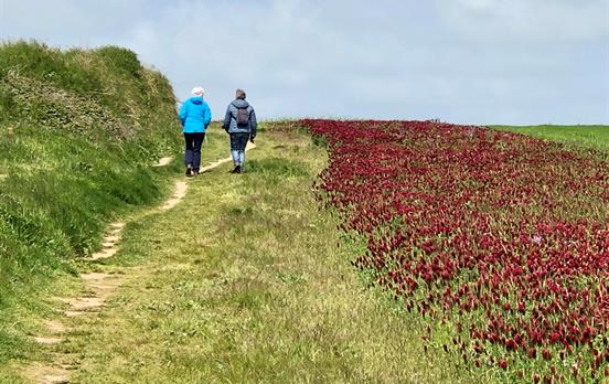 Wandern entlang Blumenwiesen bei Audresselles