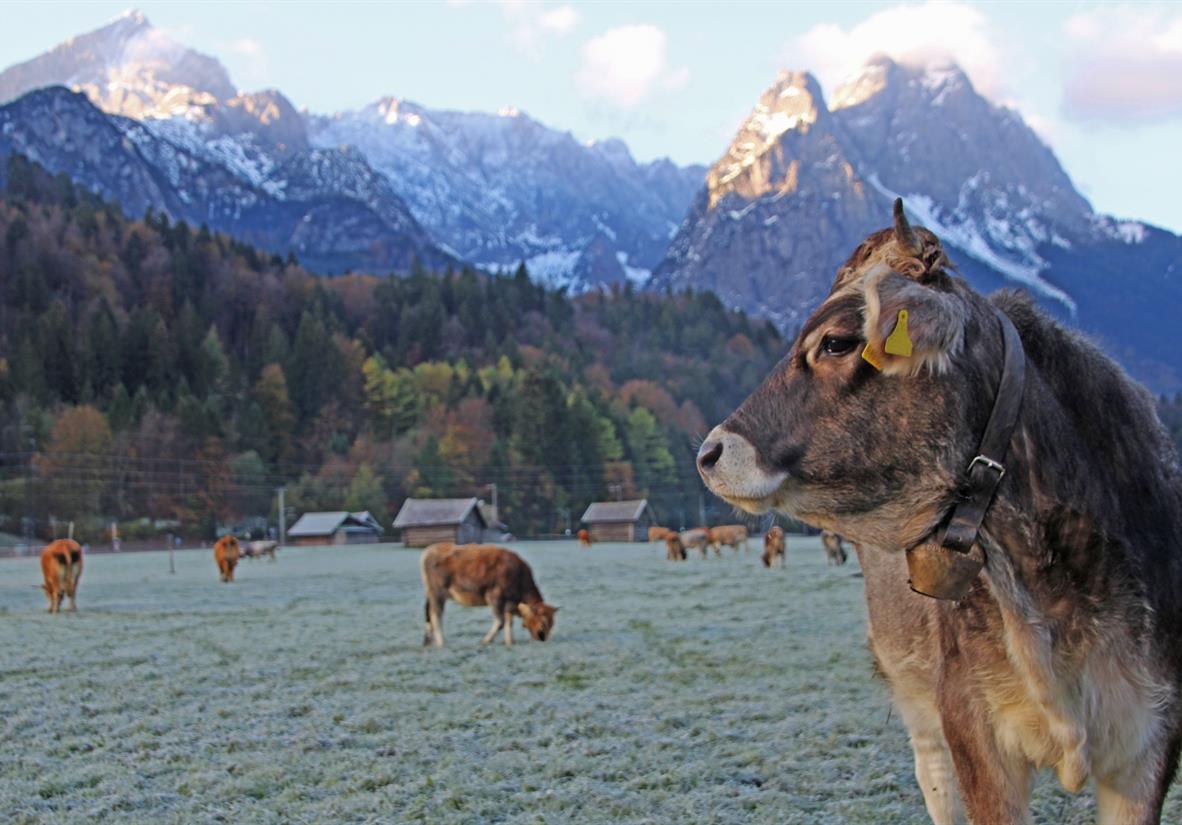 Kuhherde vor Garmisch-Partenkirchen