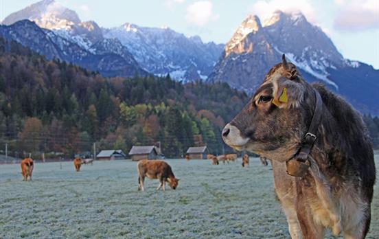 Kuhherde vor Garmisch-Partenkirchen