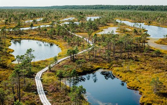 Bohlenwege durchs Moor im Kemeri Nationalpark