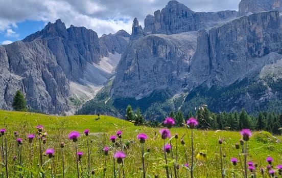Wildblumen vor dem Sellamassiv