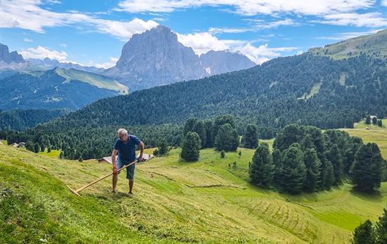 Alte Traditionen zum pflegen der Almen