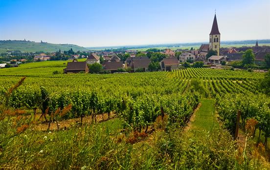 Walk through beautiful vineyards