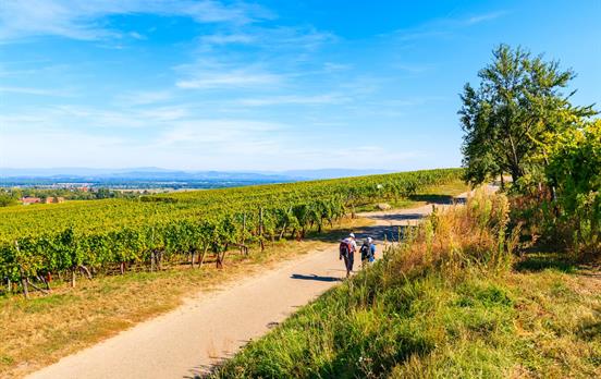 Wandern durch Weinberge
