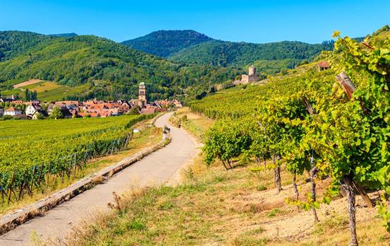 Weinpfad nach Kaysersberg und Burg im Hintergrund
