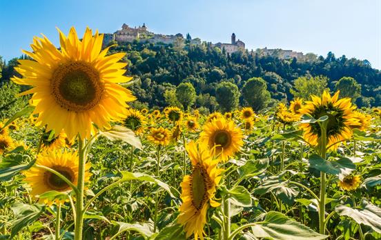 Sonnenblumenfelder am Wegesrand