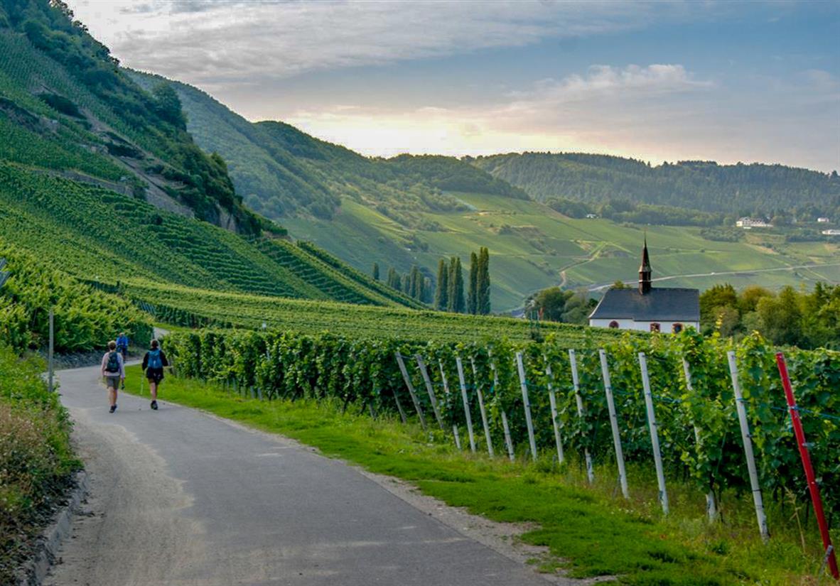 Wandern zwischen Weinbergen