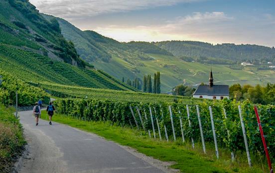 Wandern zwischen Weinbergen