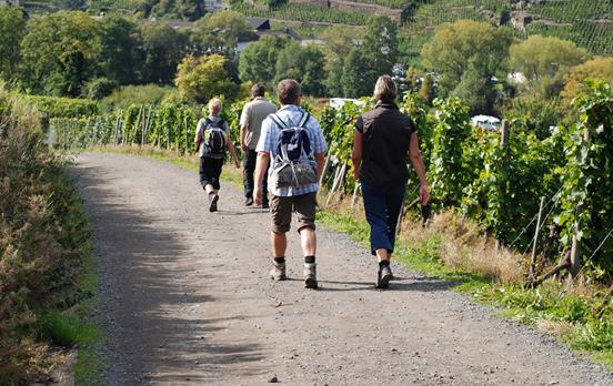 Wandern zwischen Weinbergen