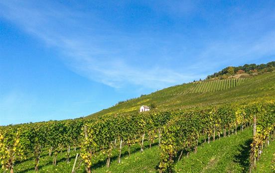 Weinberge und mehr Weinberge