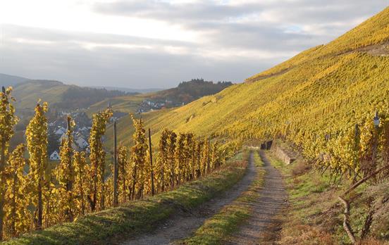 Wandern über Weinbergpfade