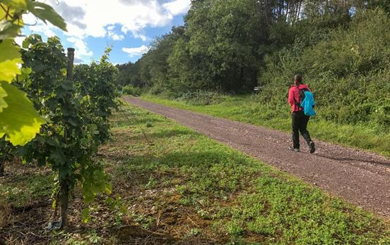 Weiter gehts durch die Weinberge