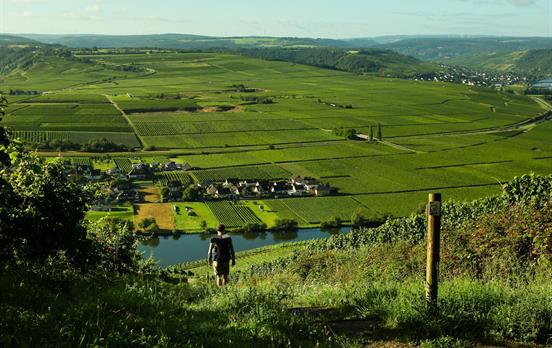 Weite Weinbergslandschaft