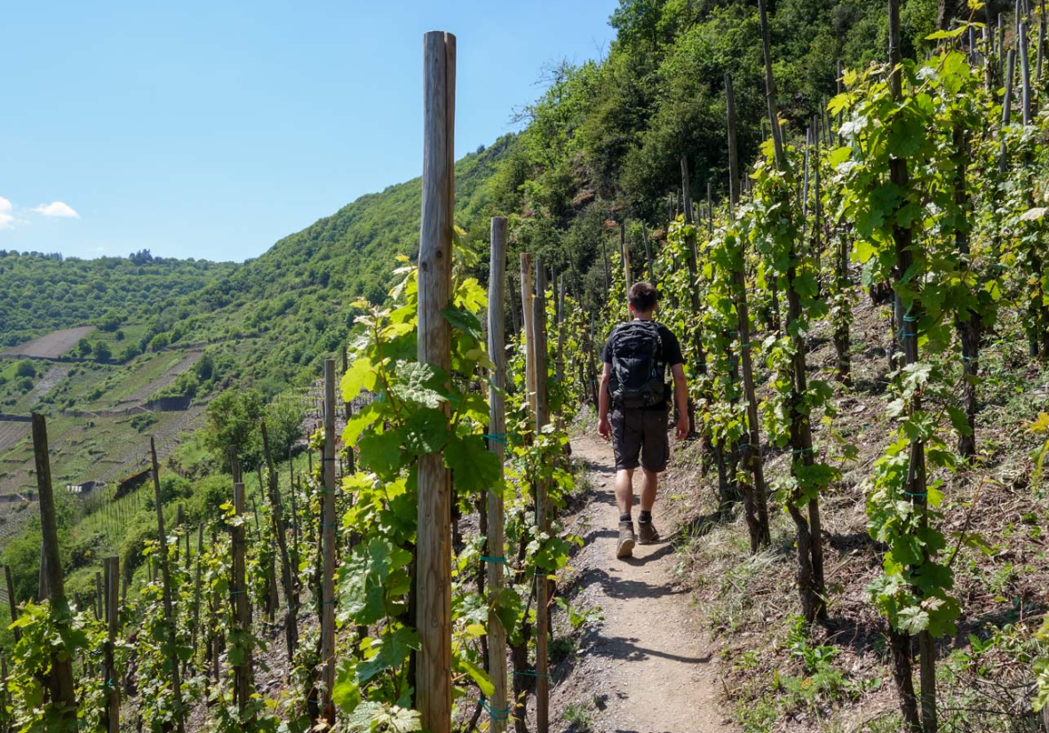 Wandern durch Wein