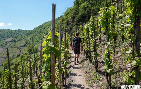 Wandern durch Wein