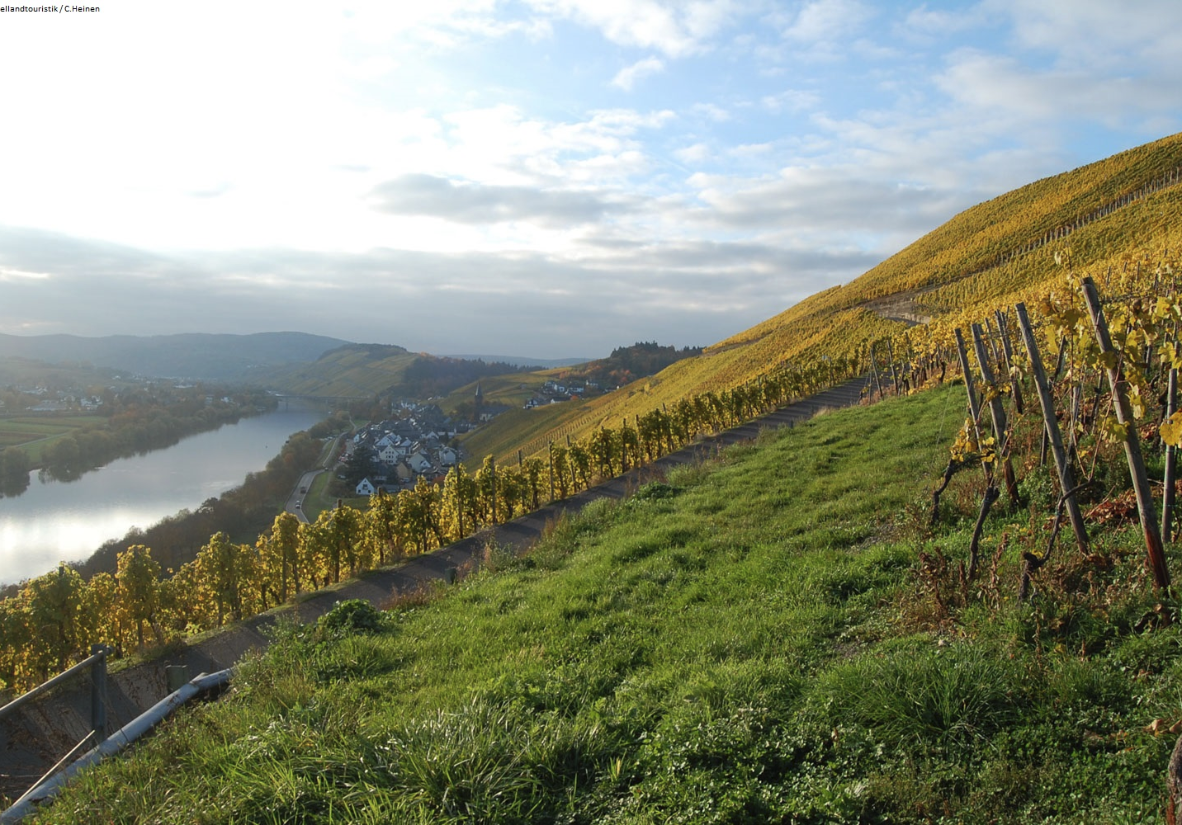Weinbergpfade am Moselsteig