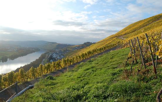 Weinbergpfade am Moselsteig