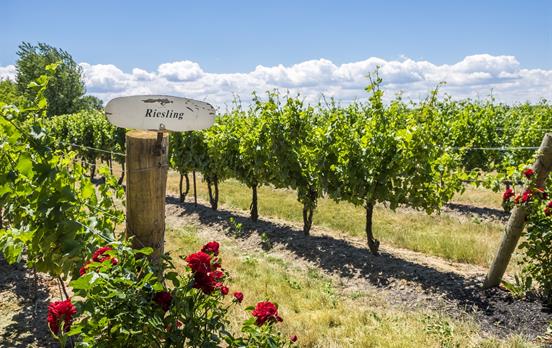 Pretty vineyards along the way