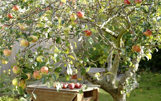 Apfelbäume prägen das Bild der Landschaft