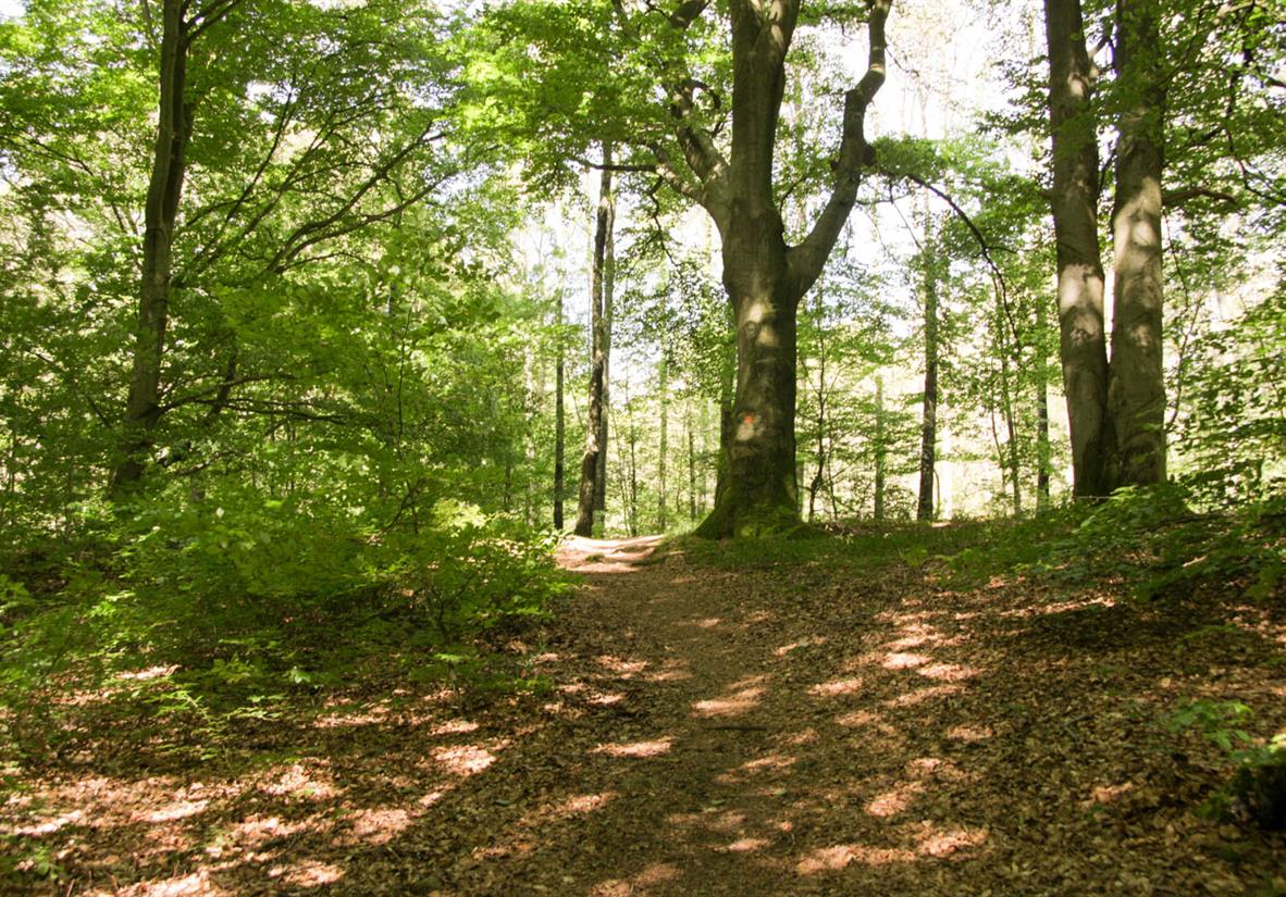 Schwedens dichte und geheimnisvolle Wälder