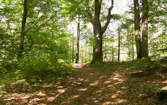 Schwedens dichte und geheimnisvolle Wälder