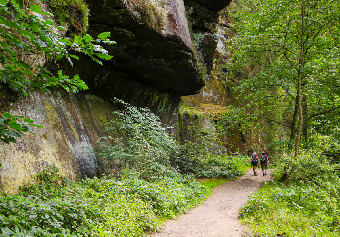 Urwaldartige Pfade