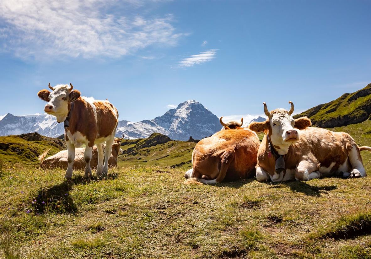 CowsintheBerneseOberland
