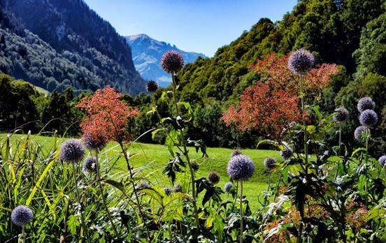 Flowers on the Via Alpina