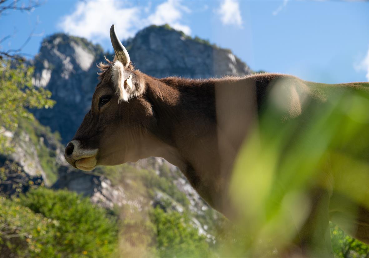 Cow