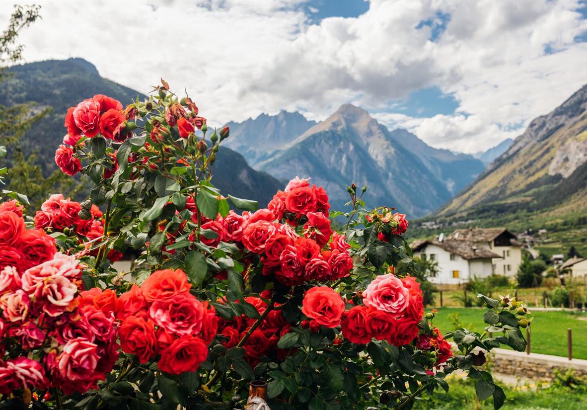 Roses in the Val D'Aosta countryside
