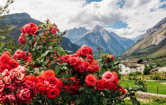 Roses in the Val D&apos;Aosta countryside