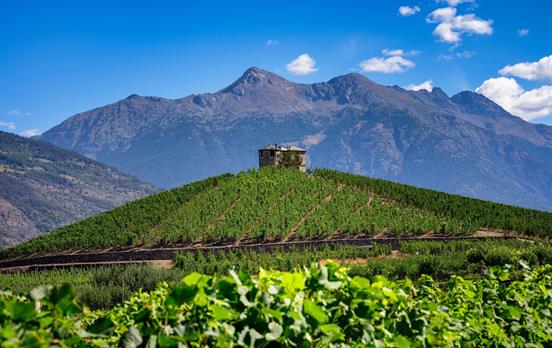 Vineyards near Aymavilles