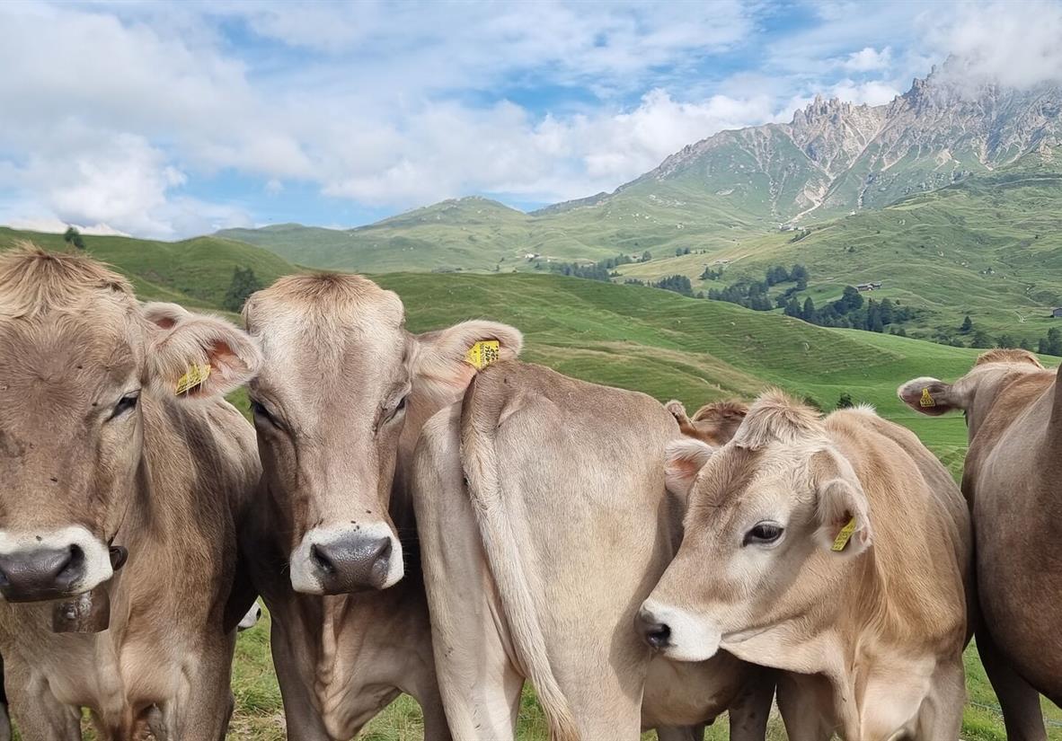 Kühe auf der Alm