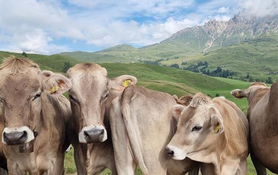 Kühe auf der Alm