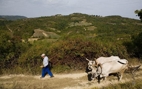 Istrische Landschaft Copyright TIZI