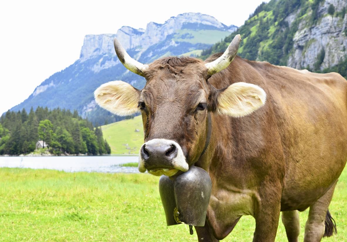 The sound of Alpine cowbells is never far away