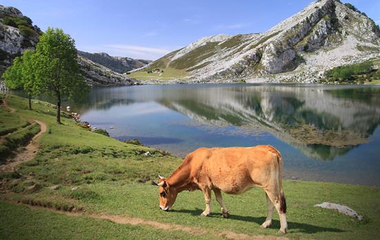 Kuh auf asturischer Weide (Picos de Europa)