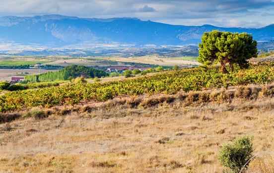 Das Rioja-Weinanbaugebiet
