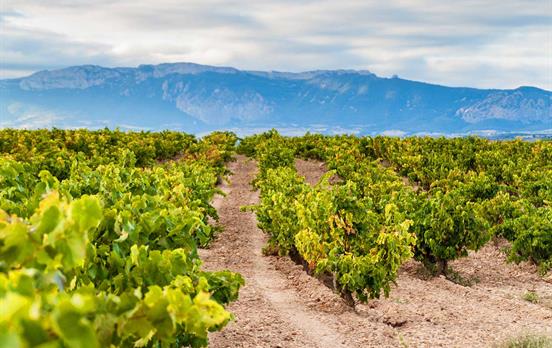 Durch das Rioja-Weinanbaugebiet