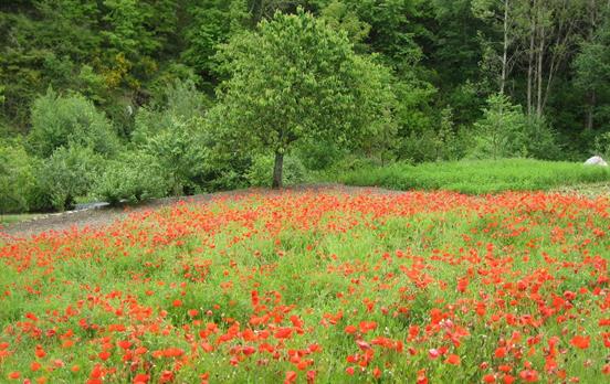 Durch die üppige grüne Landschaft Galiciens