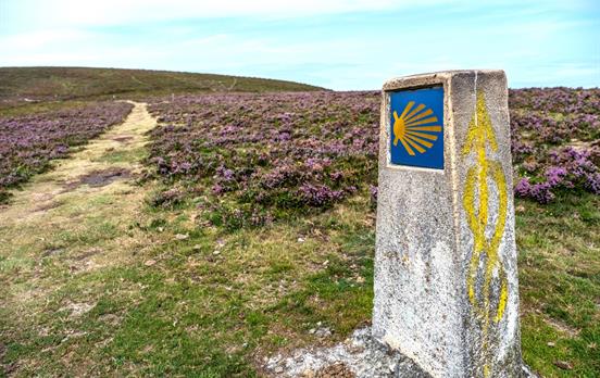 Heather clad hills on the Camino Primitivo