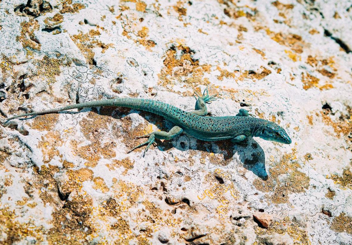 The Ibiza wall lizard