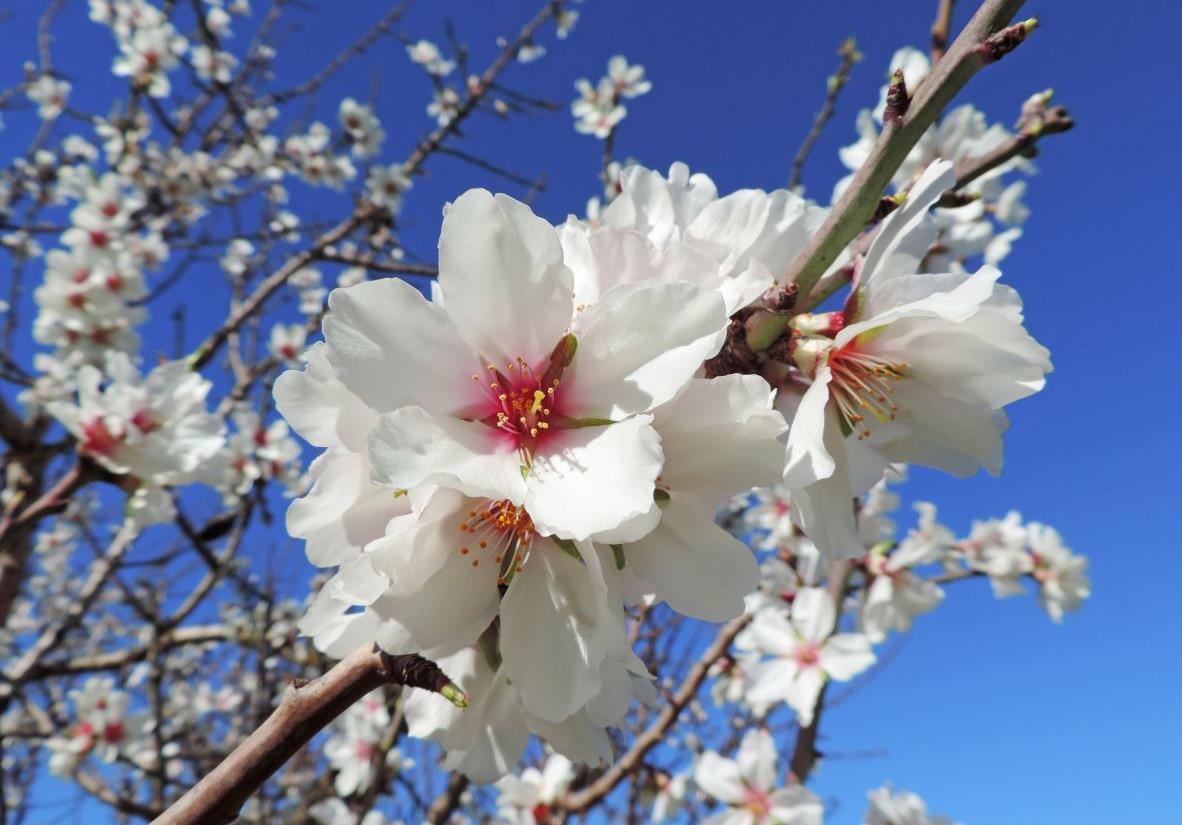 Walk past fragrant almond blossom trees