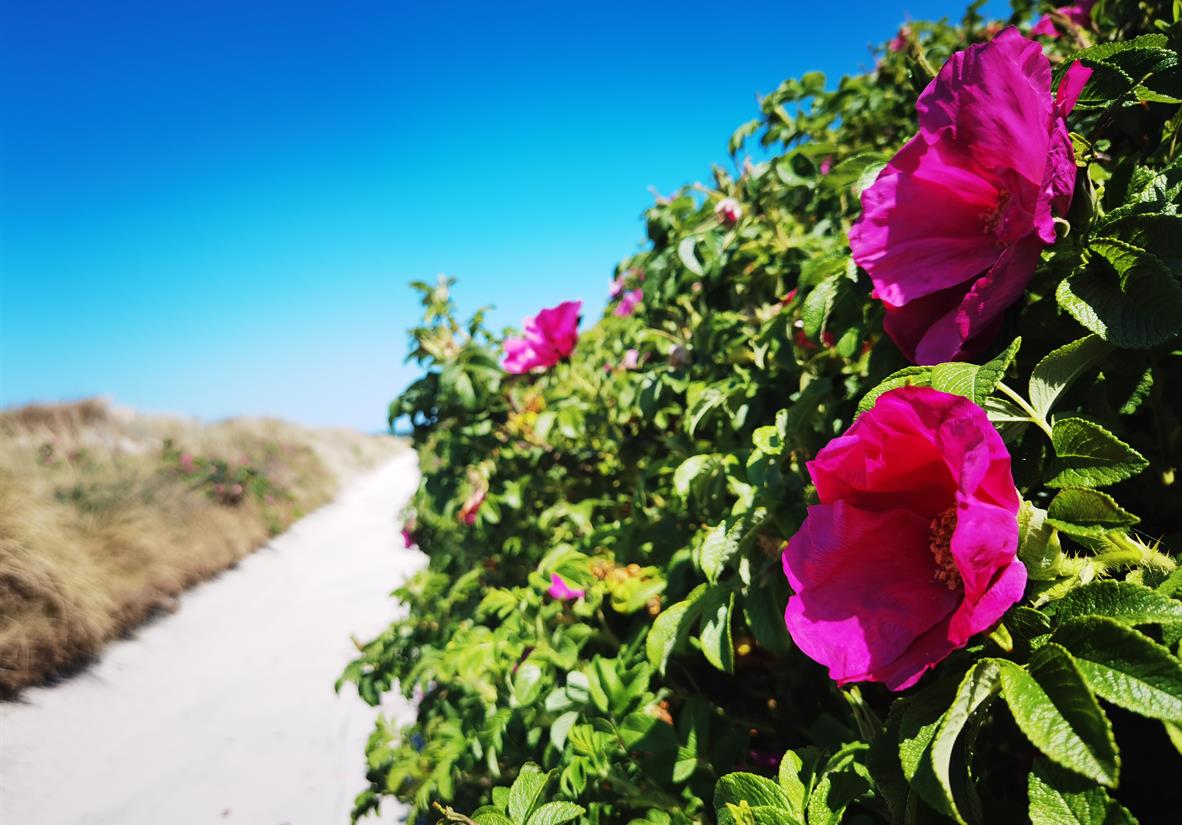 Entspannte Wanderung auf Hiddensee