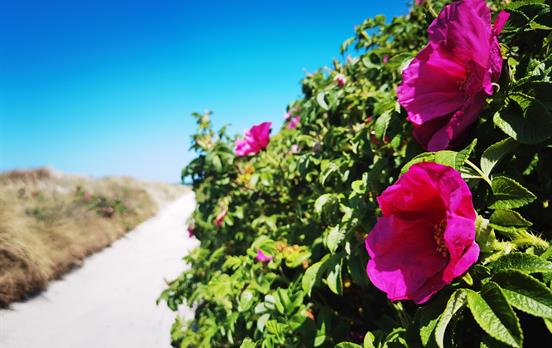 Entspannte Wanderung auf Hiddensee
